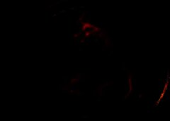 /img/posts/2021/05/novogratz-768x432-1-240x172.jpg