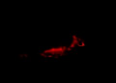 /img/posts/2021/07/210701-wildfires-ap-773-240x172.jpg