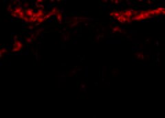 /img/posts/2021/07/shutterstock_1937614357-768x432-1-240x172.jpg