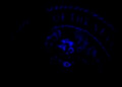 /img/posts/2021/09/ap21126779893695-240x172.jpg