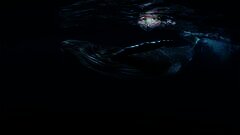 /img/posts/2021/10/as-bitcoins-price-spikes-herds-of-btc-whales-begin-to-shrink-in-size-240x172.jpg