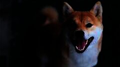 /img/posts/2021/10/meme-crypto-shiba-inu-skyrockets-shib-climbs-230-in-a-week-whale-buys-6-trillion-tokens-240x172.jpg