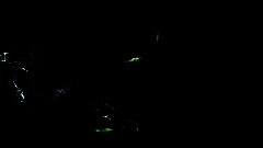 /img/posts/2021/11/whalessssss-240x172.jpg