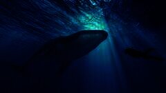 /img/posts/2021/11/while-speculators-believe-bitcoins-third-largest-wallet-is-a-mystery-whale-onchain-data-suggests-its-an-exchange-240x172.jpg