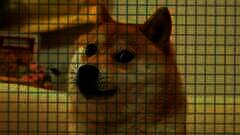 /img/posts/2021/12/dog-240x172.jpg